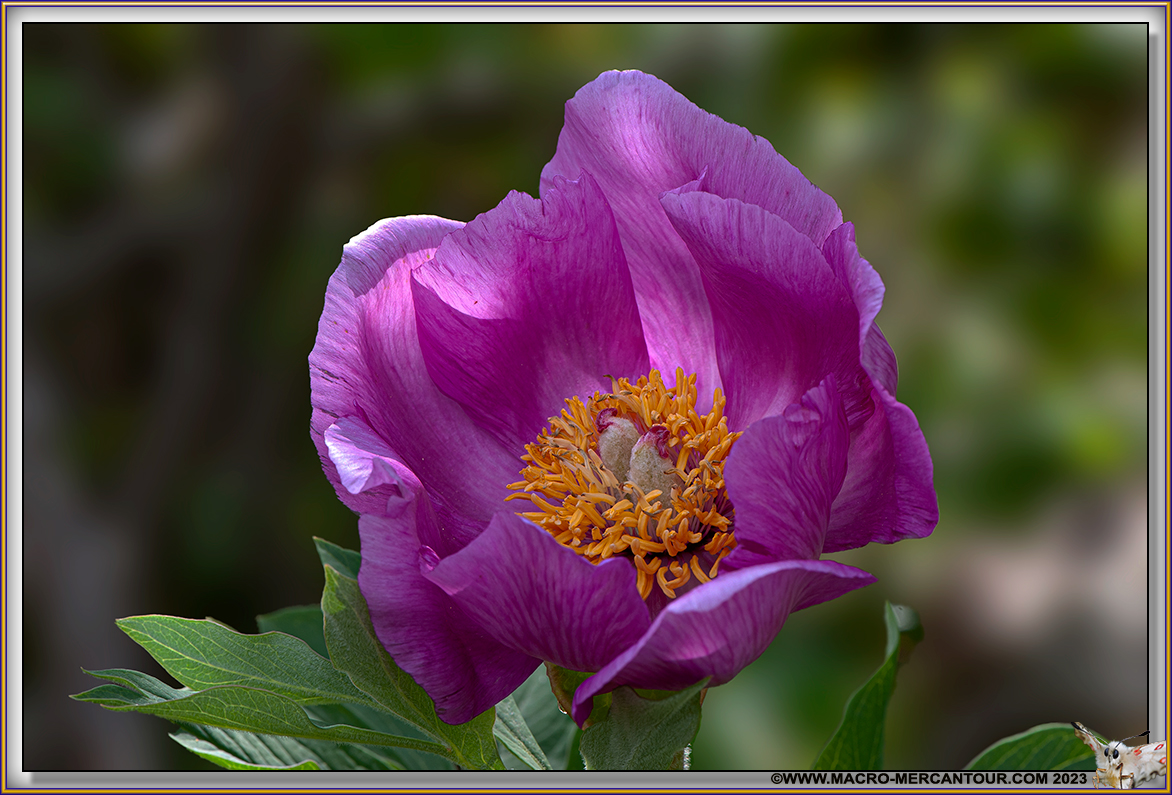 Pivoines